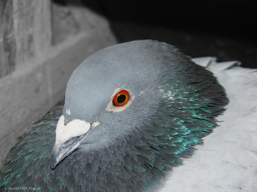 gołąb