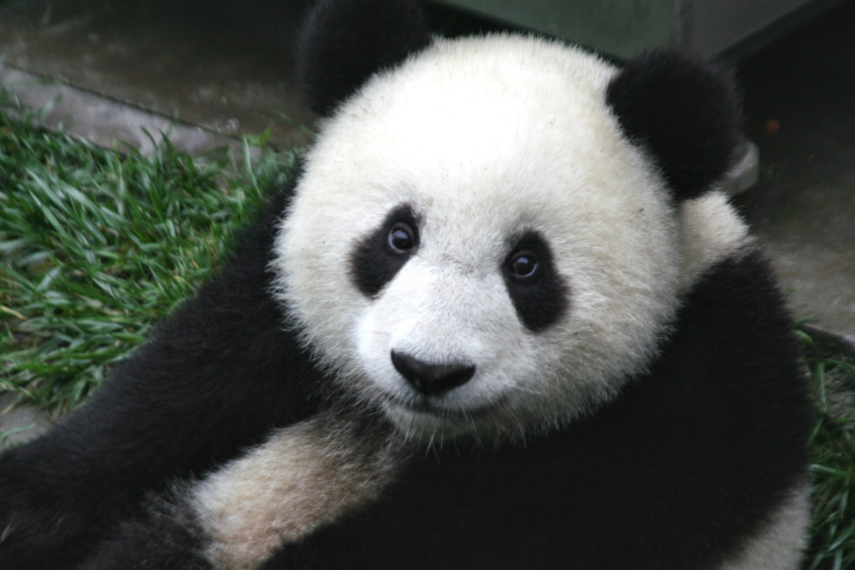 panda 4.1